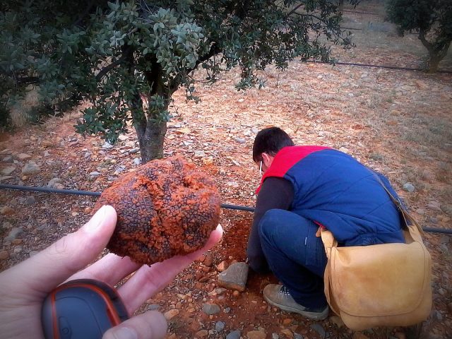 Truffle Consultant