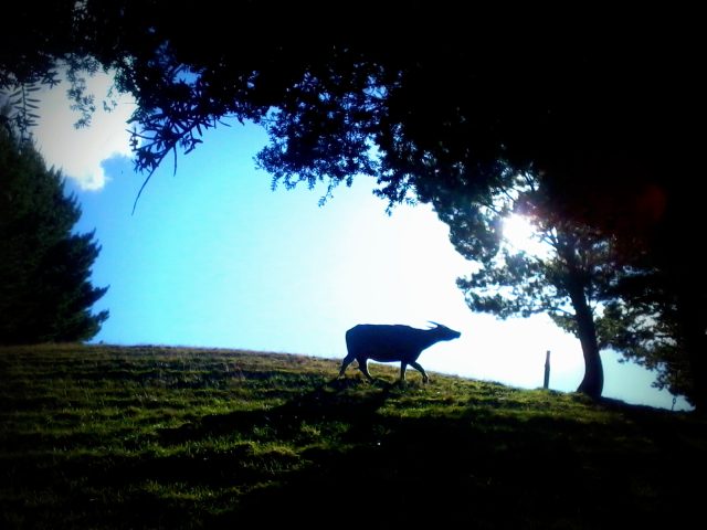 Buffalo Farm. Auckland. NZ