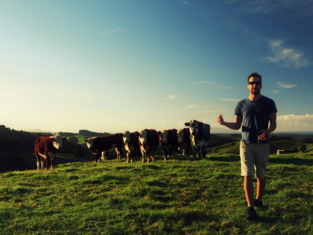 Grazing Cattle. Te Arai Estate. New Zealand