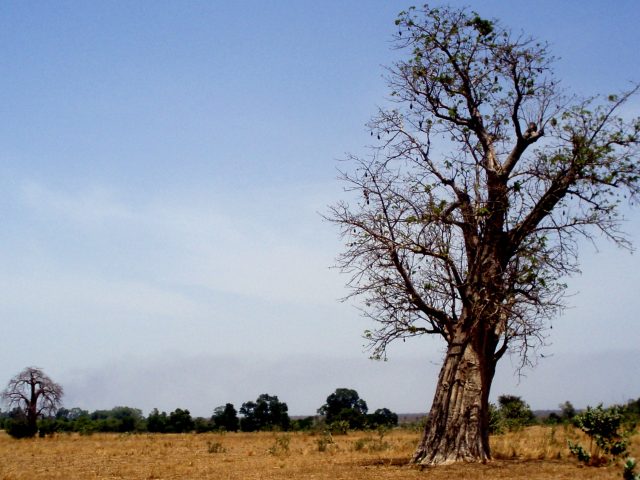 Energy and Environment Consultant. Casamance. Africa